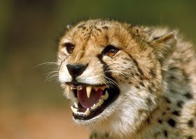 یوزپلنگ ایرانی در وضعیت بحرانی / جمعیت یوزها به کمتر از ۴۰ رسیده یوزپلنگ ایرانی در وضعیت بحرانی / جمعیت یوزها به کمتر از ۴۰ رسیده