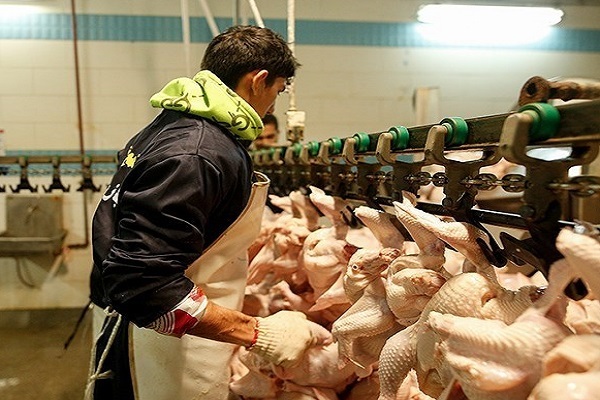 جمعآوری مرغ مازاد بازار آغاز شد جمعآوری مرغ مازاد بازار آغاز شد