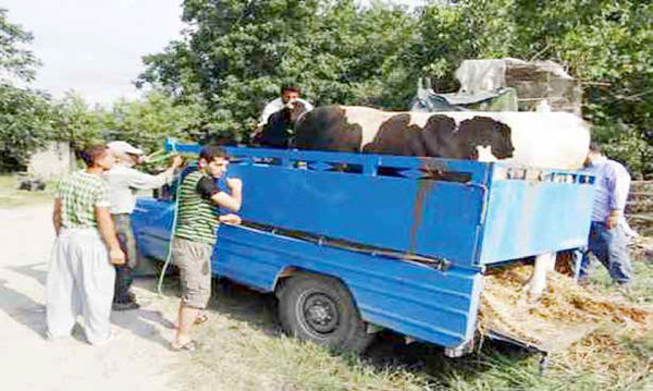 دام‌های آبستن و مولد در راه کشتارگاه‌ها