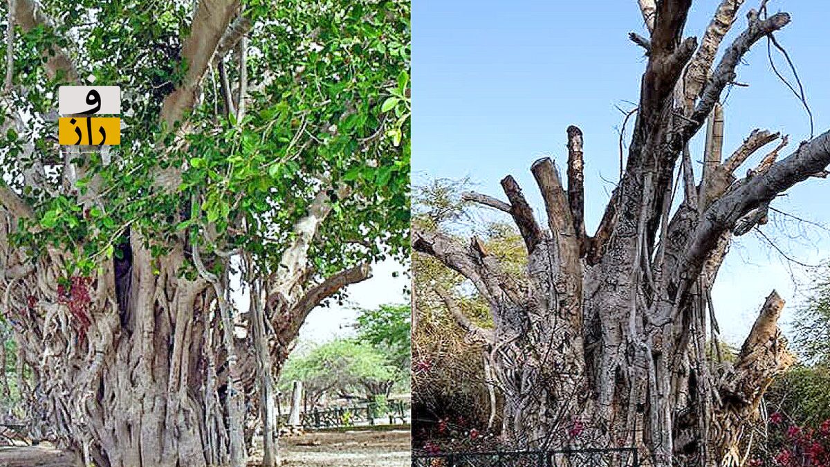 درخت انجیر معابد ۵۰۰ ساله کیش قربانی چه چیزی شد؟ درخت انجیر معابد ۵۰۰ ساله کیش قربانی چه چیزی شد؟