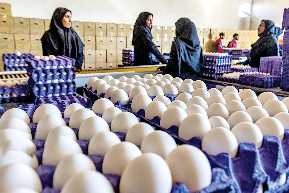 قیمت تخم مرغ از چهار تومان عبور کرد | قیمت تخم مرغ بسته بندی چند؟ قیمت تخم مرغ از چهار تومان عبور کرد | قیمت تخم مرغ بسته بندی چند؟