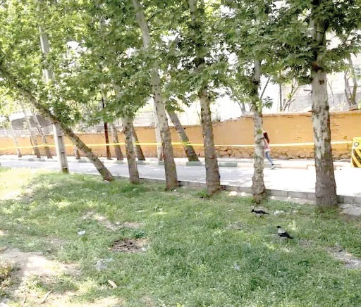 نامهربانی با درختان پایتخت نامهربانی با درختان پایتخت