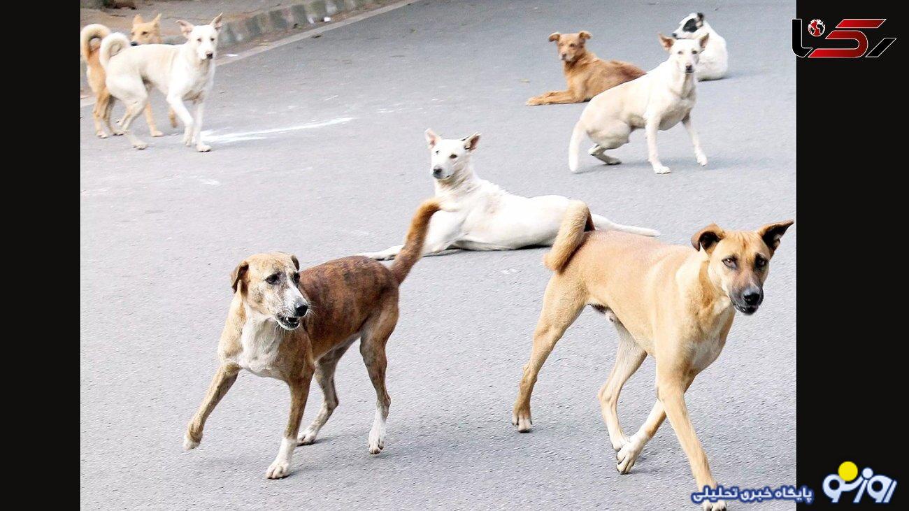 اعلام جرم دادستان علیه شهردار فومن در پروند سگ های ولگرد