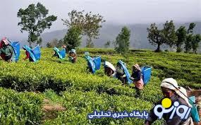 بفرمایید؛ چای با طعم نفت! بفرمایید؛ چای با طعم نفت!