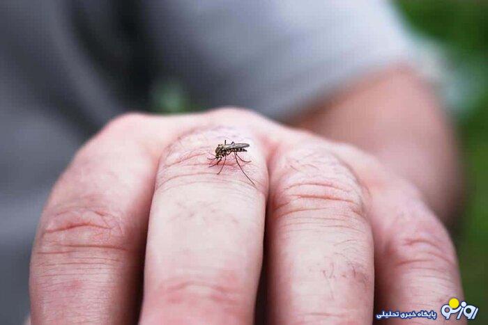 ابتلای ۱۴۹ نفر در کشور به بیماری تب دنگی ابتلای ۱۴۹ نفر در کشور به بیماری تب دنگی