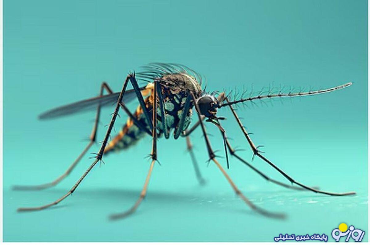 پشههای آدمکش به پایتخت میرسند؛ اعلان هشدار به تهرانیها! پشههای آدمکش به پایتخت میرسند؛ اعلان هشدار به تهرانیها!