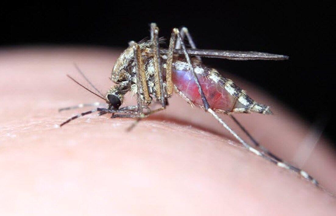 گرمای هوا چه تاثیری در شیوع تب دنگی دارد؟/ آخرین وضعیت شیوع تب دنگی گرمای هوا چه تاثیری در شیوع تب دنگی دارد؟/ آخرین وضعیت شیوع تب دنگی