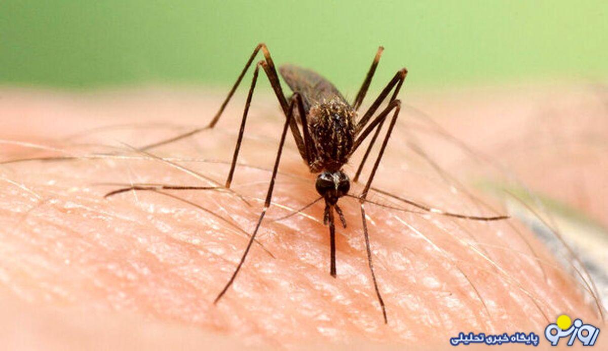 پشه آئدس در کمین؛ ۱۷۸ مبتلا به «تب دنگی» تا هفته اول شهریور پشه آئدس در کمین؛ ۱۷۸ مبتلا به «تب دنگی» تا هفته اول شهریور