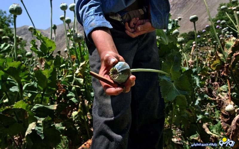 گردشتولید تریاک از افغانستان بهمیانمار و نجومیشدن قیمتهادر تهران گردشتولید تریاک از افغانستان بهمیانمار و نجومیشدن قیمتهادر تهران