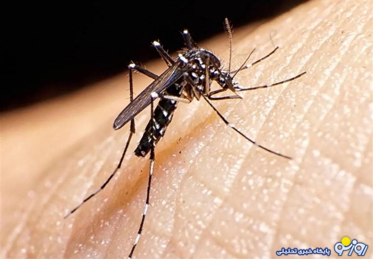 آخرین وضعیت تب دنگی در ایران؛ تعداد مبتلایان بیشتر شد