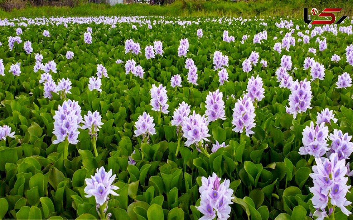 شیطان آبی در بابل سوزانده و دفن میشود! شیطان آبی در بابل سوزانده و دفن میشود!