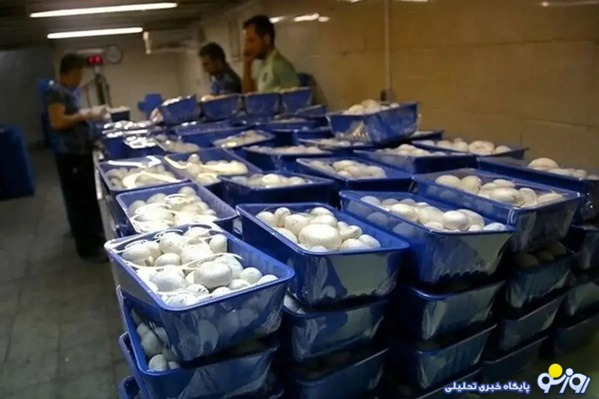 قارچ کیلویی ۳۵۰ هزار تومان شد